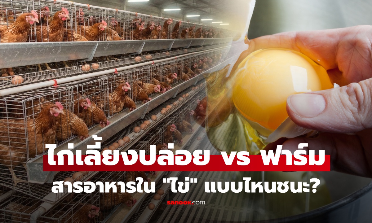 ไข่ไก่เลี้ยงปล่อย vs ไข่ฟาร์ม สารอาหารต่างกัน สุขภาพแม่ไก่มีผลจริงหรือ? แบบไหนดีกว่า สรุปมาให้แล้ว