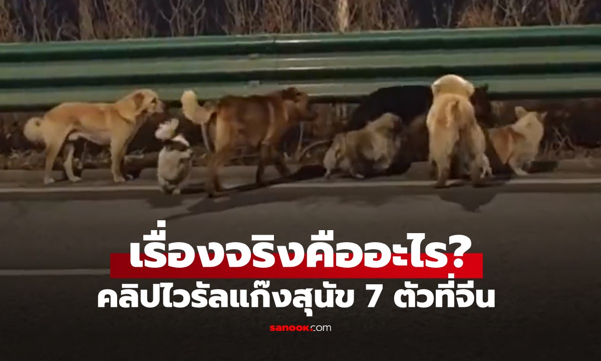 คดีพลิกแรง! ไวรัลแก๊งสุนัข 7 ตัวที่จีน เดินเท้ากลับบ้าน ความจริงอาจไม่ซึ้งอย่างที่คิด