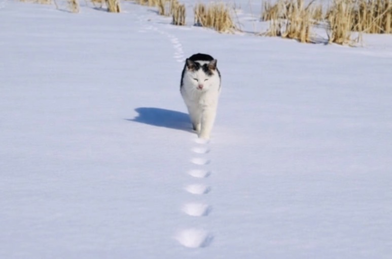 แมวเดินด้วย 2 หรือ 4 เท้า? ภาพเดียวเถียงกันสนั่น ไวรัลที่คนแห่ซูมดูรอยเท้า