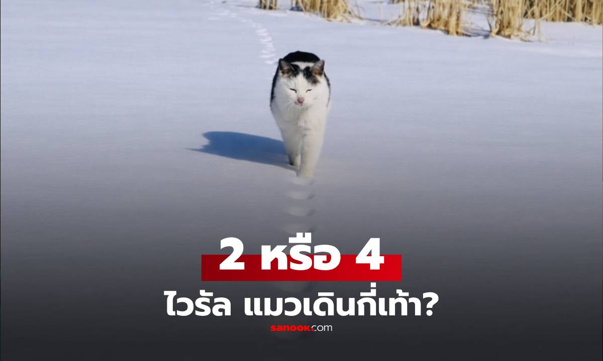 แมวเดินด้วย 2 หรือ 4 เท้า? ภาพเดียวเถียงกันสนั่น ไวรัลที่คนแห่ซูมดูรอยเท้า