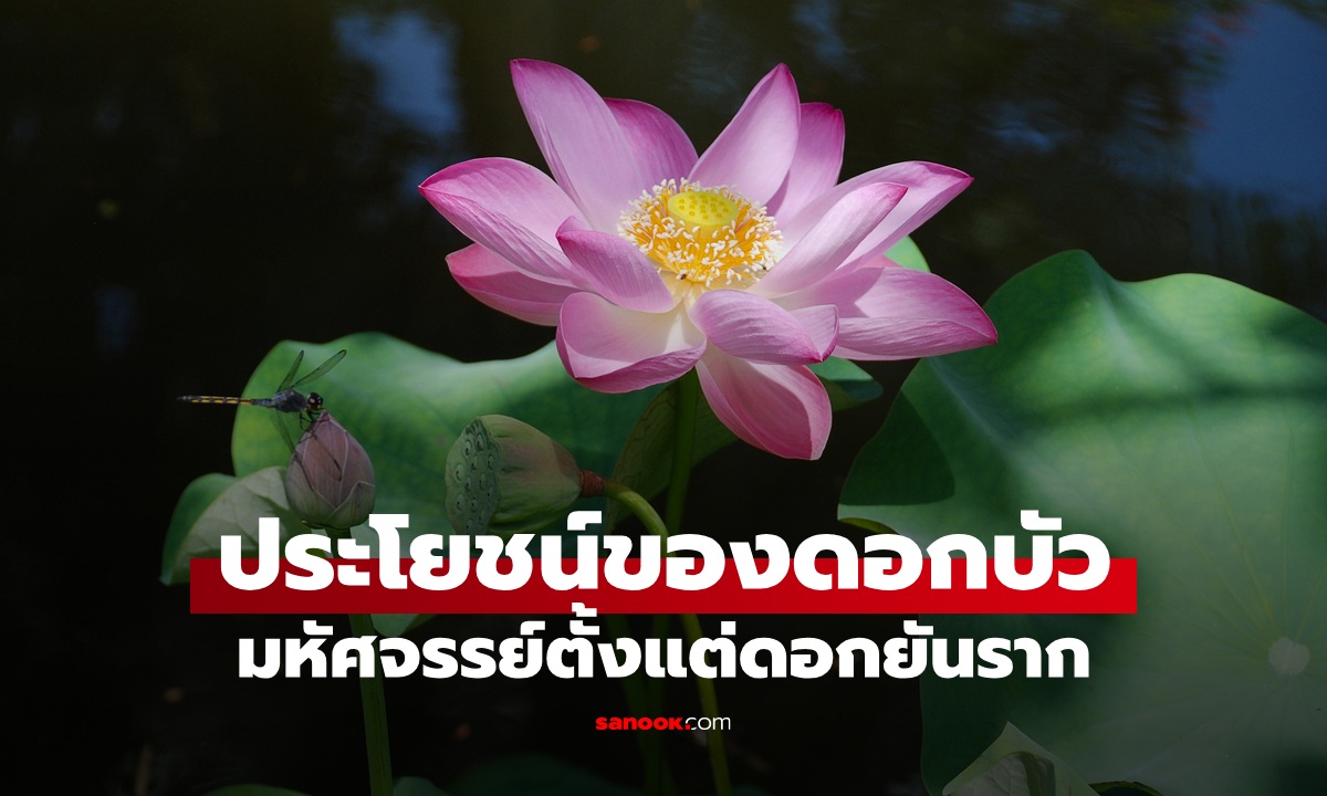 ประโยชน์ของ "ดอกบัว" ที่คุณอาจไม่เคยรู้มาก่อน มหัศจรรย์ทุกส่วน ไม่ได้มีดีแค่สวยงาม