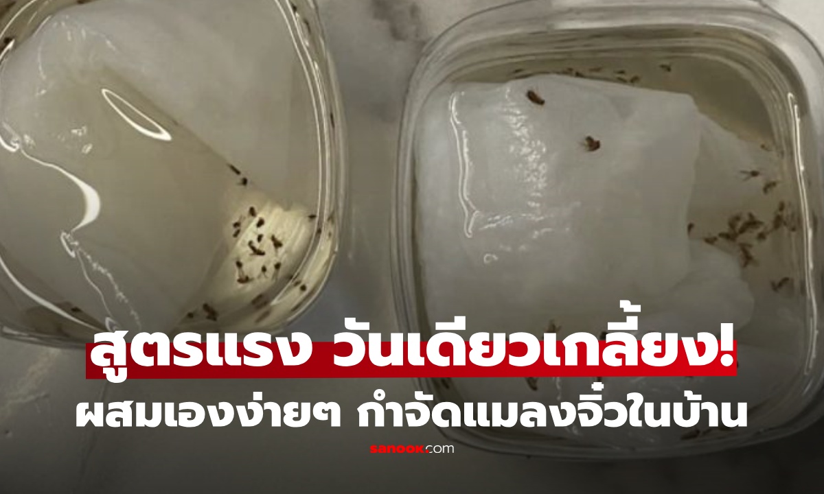 แมลงหวี่เต็มบ้านทำไงดี? เผยสูตรกำจัดให้สิ้นซาก วางไม่กี่ชั่วโมง หายเกลี้ยง