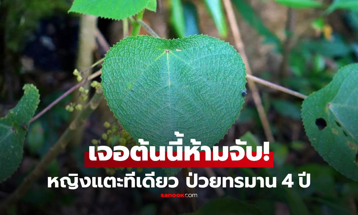 ขนหัวลุก! แค่สัมผัส "ใบไม้" หญิงต้องทนทุกข์ 4 ปี ความจริงของพืชชนิดนี้น่ากลัวมาก