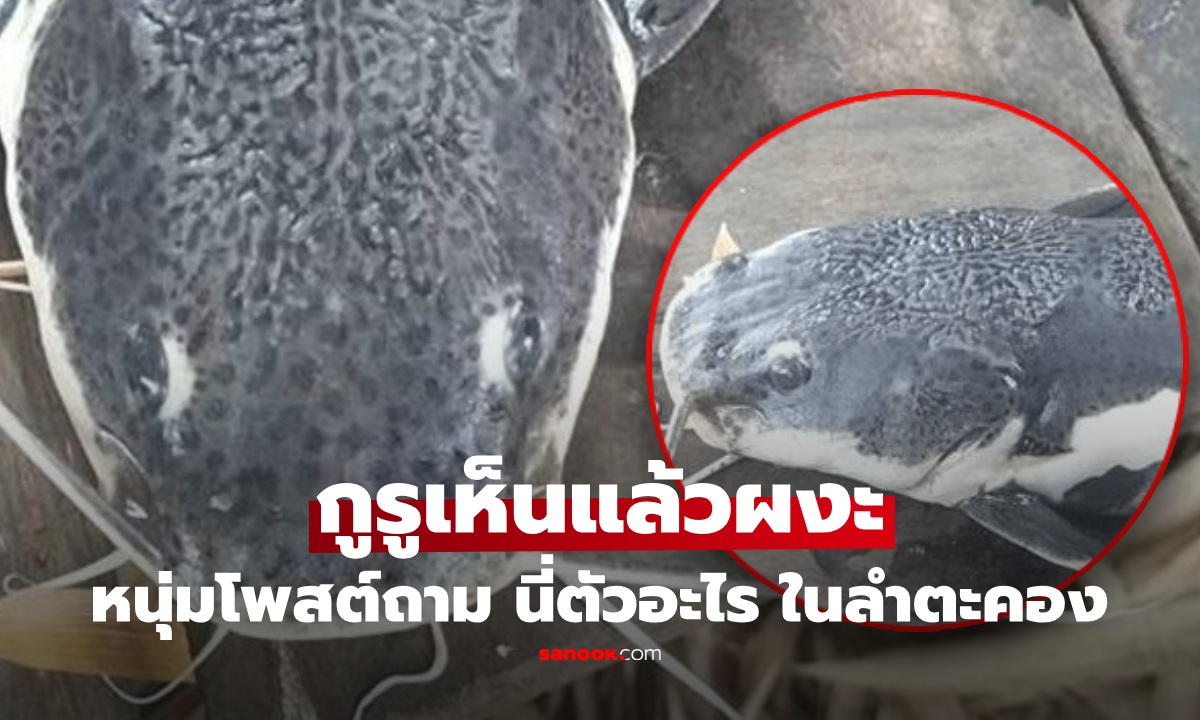 ตัวอะไรโผล่กลางน้ำ! หนุ่มเจอ "สิ่งมีชีวิตปริศนา" ในลำตะคลอง โพสต์ถาม กูรูเห็นผงะ มาได้ไง!
