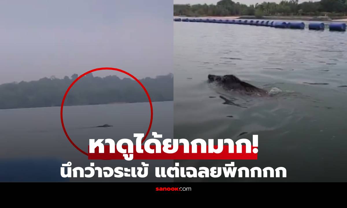 แตกตื่นทั้งกลุ่ม! พายเรือเจอ “สัตว์ลึกลับ” ว่ายน้ำผ่านหน้า กูรูเฉลยยิ่งพีค เจอได้ยากมาก!