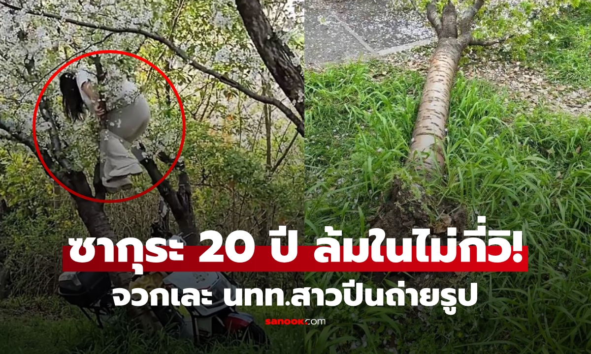 โซเชียลแห่จวก! นทท.สาวปีนต้นซากุระอายุกว่า 20 ปี ถ่ายรูป ไม่กี่วิหักโค่นทั้งราก ก่อนรีบเดินหนี