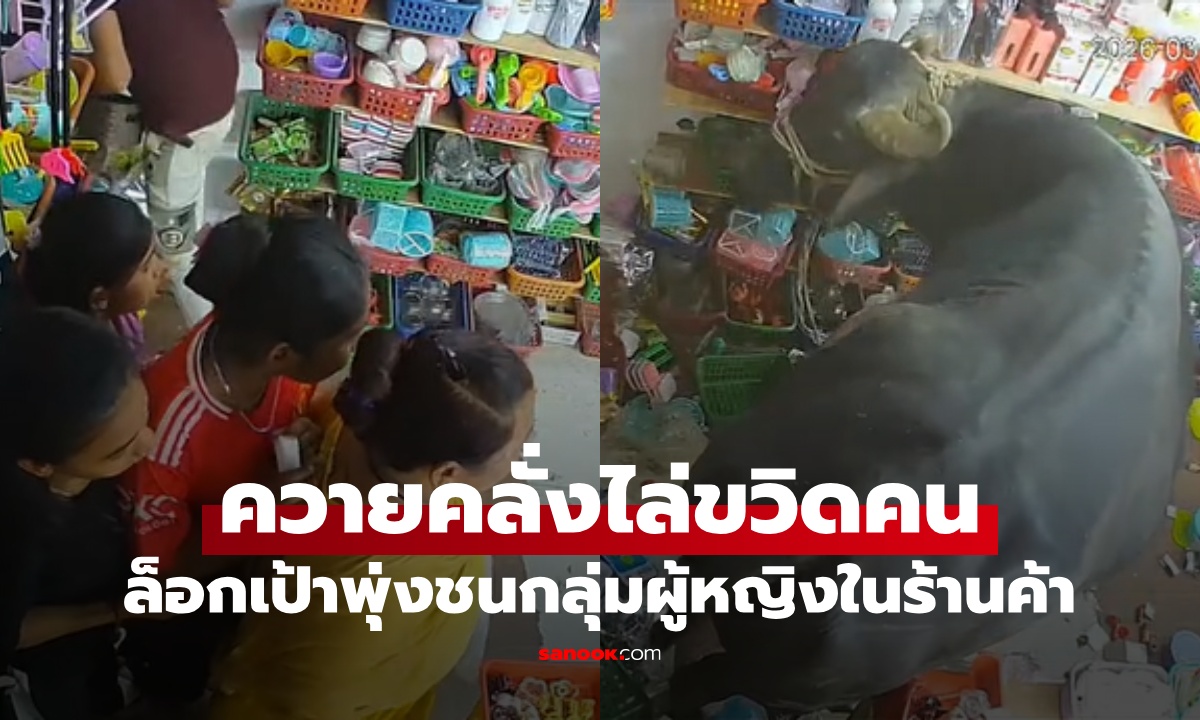 ระทึกทั้งตลาด! ควายคลุ้มคลั่งไล่ขวิดคน ล็อกเป้าพุ่งชนผู้หญิง ร้านค้าพังพินาศ (คลิป)