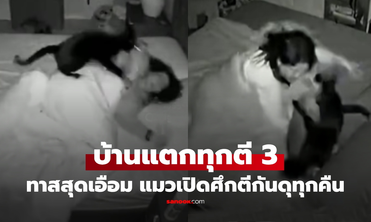 มันเป็นยังไง! วงจรปิดจับภาพ แมวเปิดศึกตีกันทุกตี 3 เหมือนตั้งโปรแกรม ทาสเอือม แทบไม่ได้นอน