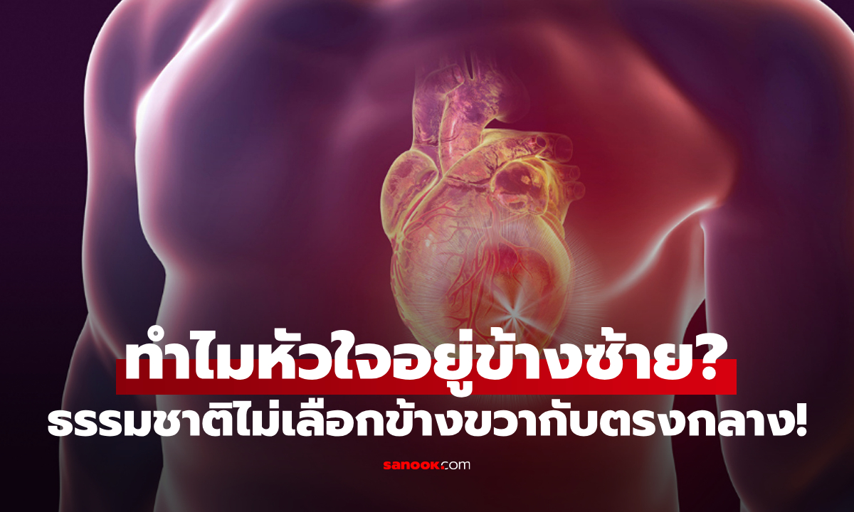 ทำไมหัวใจมนุษย์ถึงอยู่ข้างซ้าย? ธรรมชาติออกแบบแล้วว่าดีกว่าอยู่ตรงกลางเป๊ะๆ!