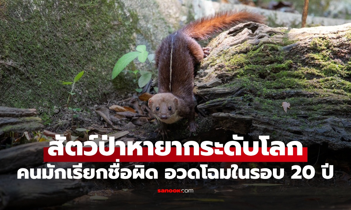 ภาพแรกในรอบ 20 ปี! สัตว์ป่าหายากระดับโลก คนมักเรียกชื่อผิด อวดโฉมกลางป่าภูเขียว