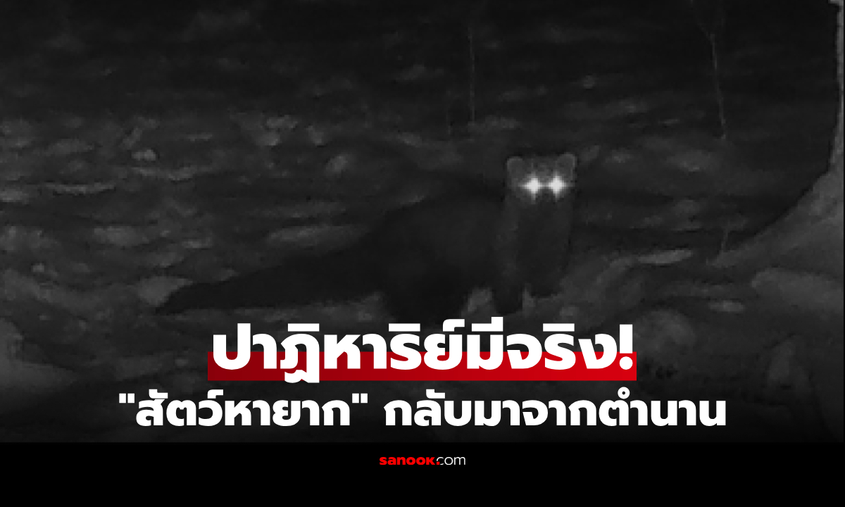 ปาฏิหาริย์มีจริง! กล้องกลางป่าจับภาพ "สัตว์หายาก" หลังสาบสูญไปนานกว่า 100 ปี
