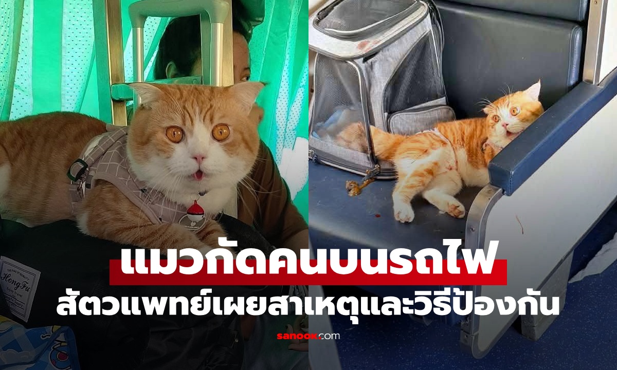 แมวกัดคนบนรถไฟ สัตวแพทย์แนะ 4 ข้อปฏิบัติ เมื่อต้องพาสัตว์เลี้ยงเดินทางสาธารณะ