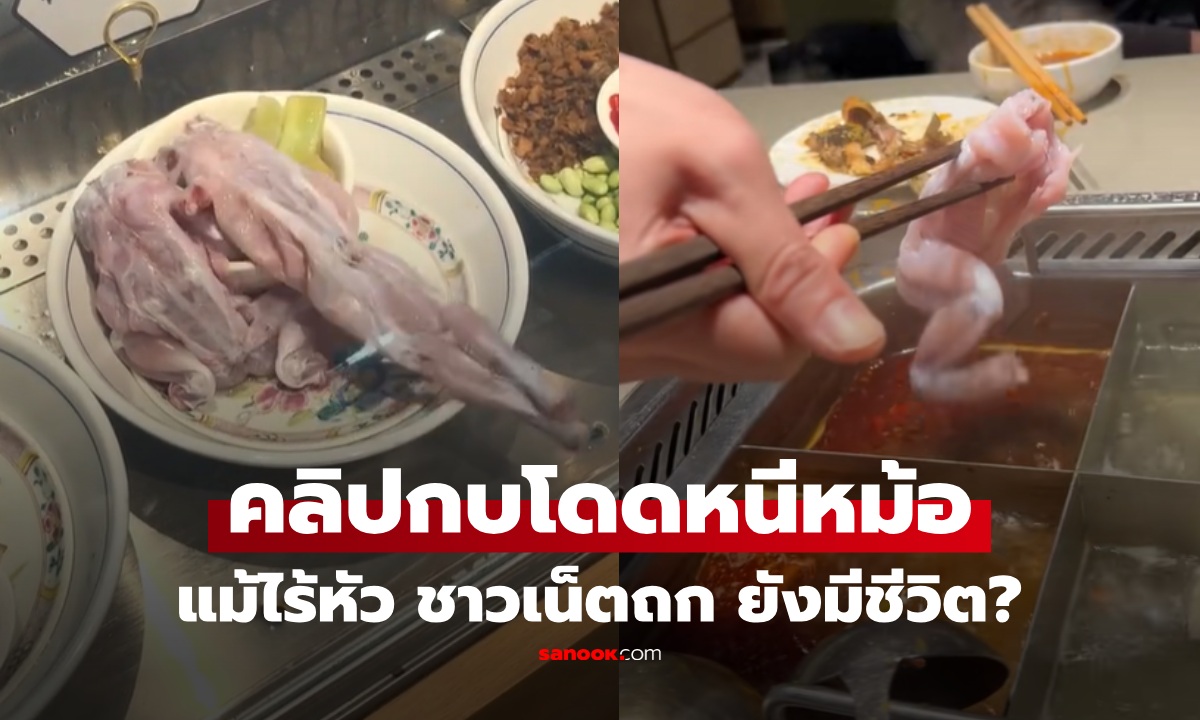 เห็นแล้วอึ้ง! กบหม่าล่า ดิ้นเร่าๆโดดหนีหม้อ แม้ถูกถลกหนัง ไร้หัว แท้จริงคืออะไร หรือยังมีชีวิต?