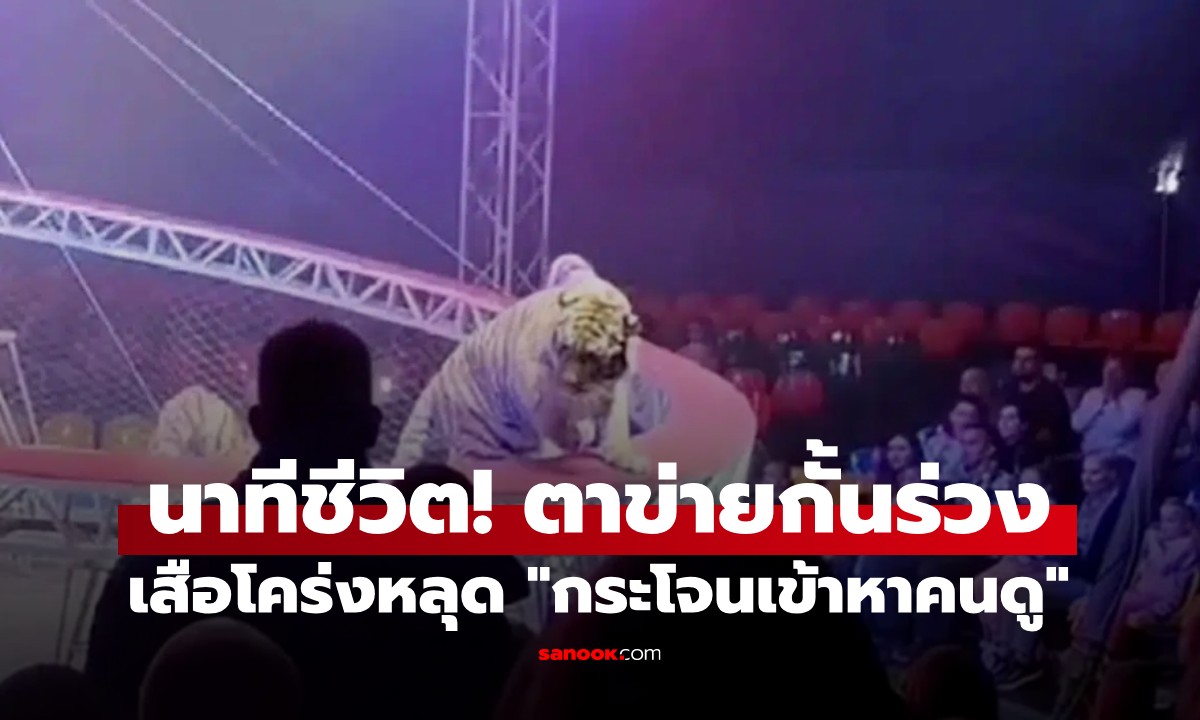 คลิประทึกกลางโชว์! เสือโคร่งหลุด "กระโจนเข้าหาคนดู" หลังตาข่ายกั้นพังถล่ม (มีคลิป)