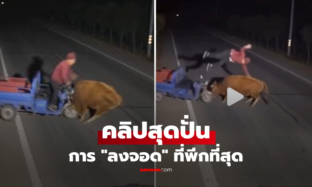 จังหวะอะไรเนี่ย?! ยายขี่รถอยู่ดีๆ รู้ตัวอีกทีขี่วัว คลิปปั่นจัดๆ การ "ลงจอด" ที่พีกที่สุดในโลก