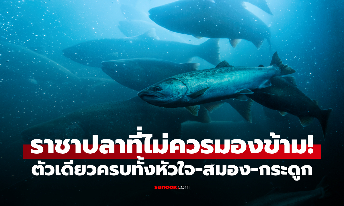 กูรูยกให้ "ปลา 1 ชนิด" เป็นราชาปลาที่แข็งแกร่งที่สุด! ช่วยดูแลหัวใจ สมอง และกระดูก