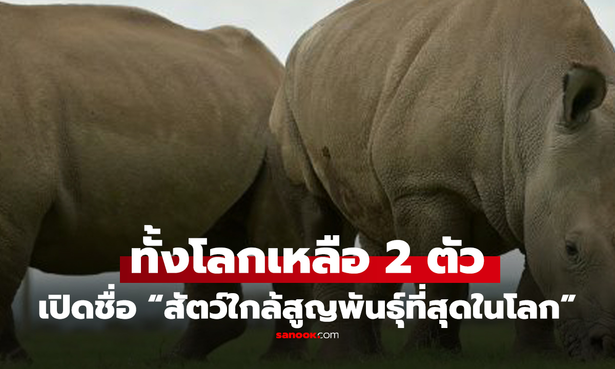 เหลือแค่ 2 ตัว! "สัตว์ใกล้สูญพันธุ์ที่สุดในโลก" ซ้ำชะตากรรมเศร้า เหลือแต่เพศเมีย เร่งหาทางสืบพันธุ์