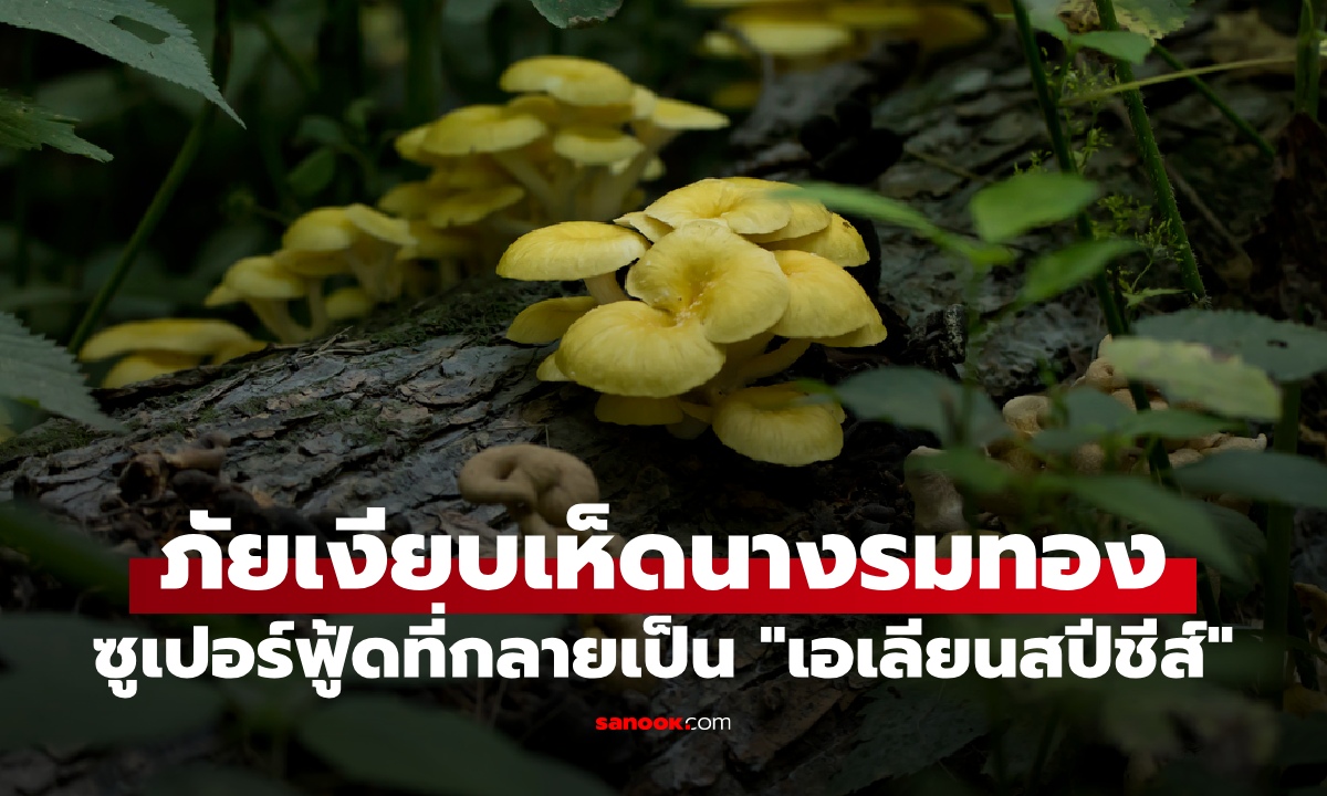 "เห็ดนางรมทอง" ซูเปอร์ฟู้ดที่กลายเป็น "เอเลียนสปีชีส์" จอมเขมือบทำลายระบบนิเวศป่า