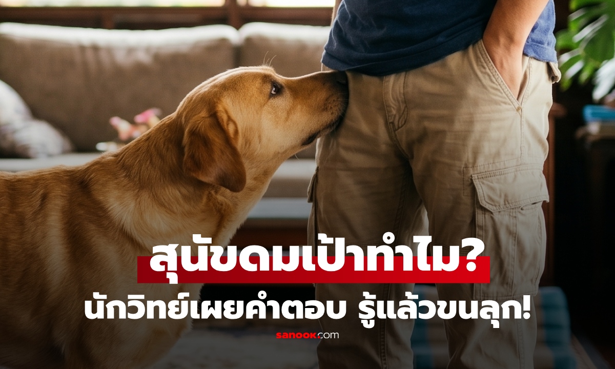 ทำไมสุนัขชอบดมเป้าคน? นักวิทย์ไขคำตอบ ขนลุก! ดมครั้งเดียว ได้อะไรมากกว่าที่คิด