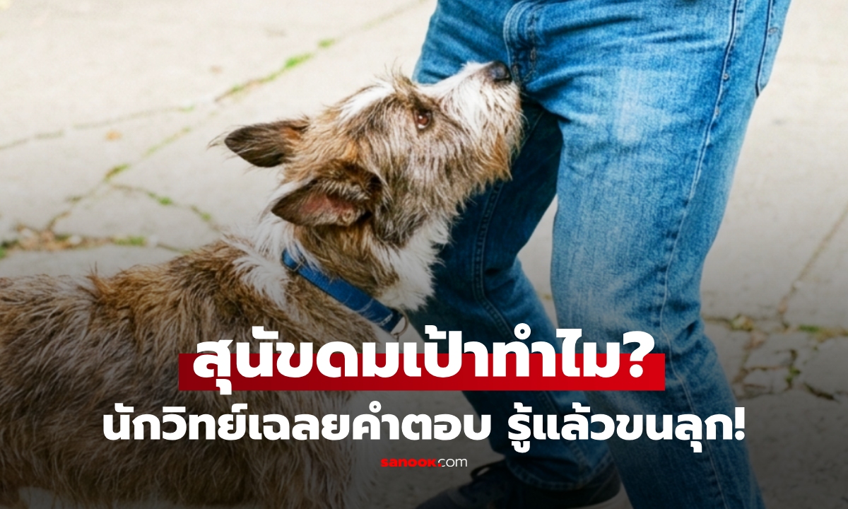 ทำไมสุนัขชอบดมเป้าคน? นักวิทย์ไขคำตอบ ขนลุก! ดมครั้งเดียว ได้อะไรมากกว่าที่คิด