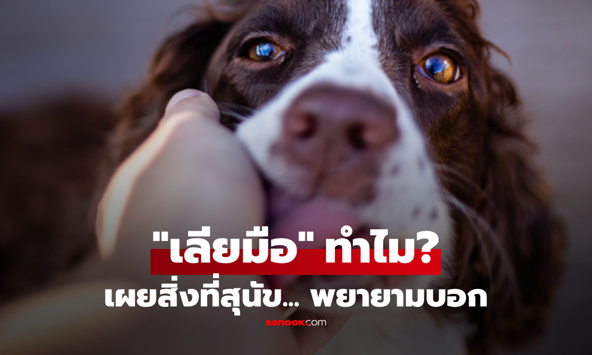 ไม่ใช่แค่รัก! ทำไมสุนัขชอบ "เลียมือ" เปิดรหัสลับที่เจ้าตูบ "อยากบอกคุณ" แม้พูดไม่ได้