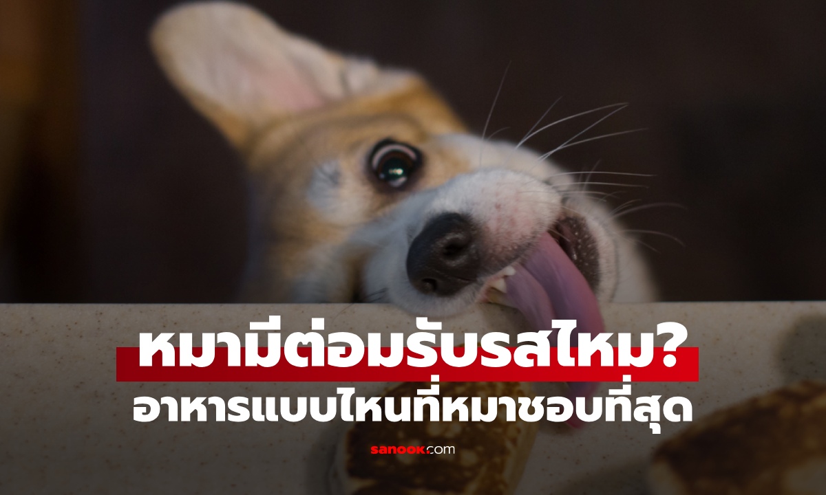 หมามีต่อมรับรสไหม? อาหารแบบไหน "อร่อยที่สุด" สำหรับสุนัข ความจริงที่เจ้าของอาจไม่รู้