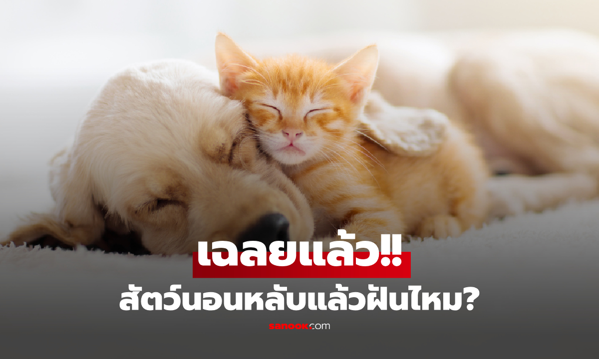 สัตว์นอนหลับแล้วฝันไหม? นักวิทย์ฯ เฉลยน่าทึ่ง หมา-แมว-นก-แมงมุม ฝันถึงอะไรบ้าง!