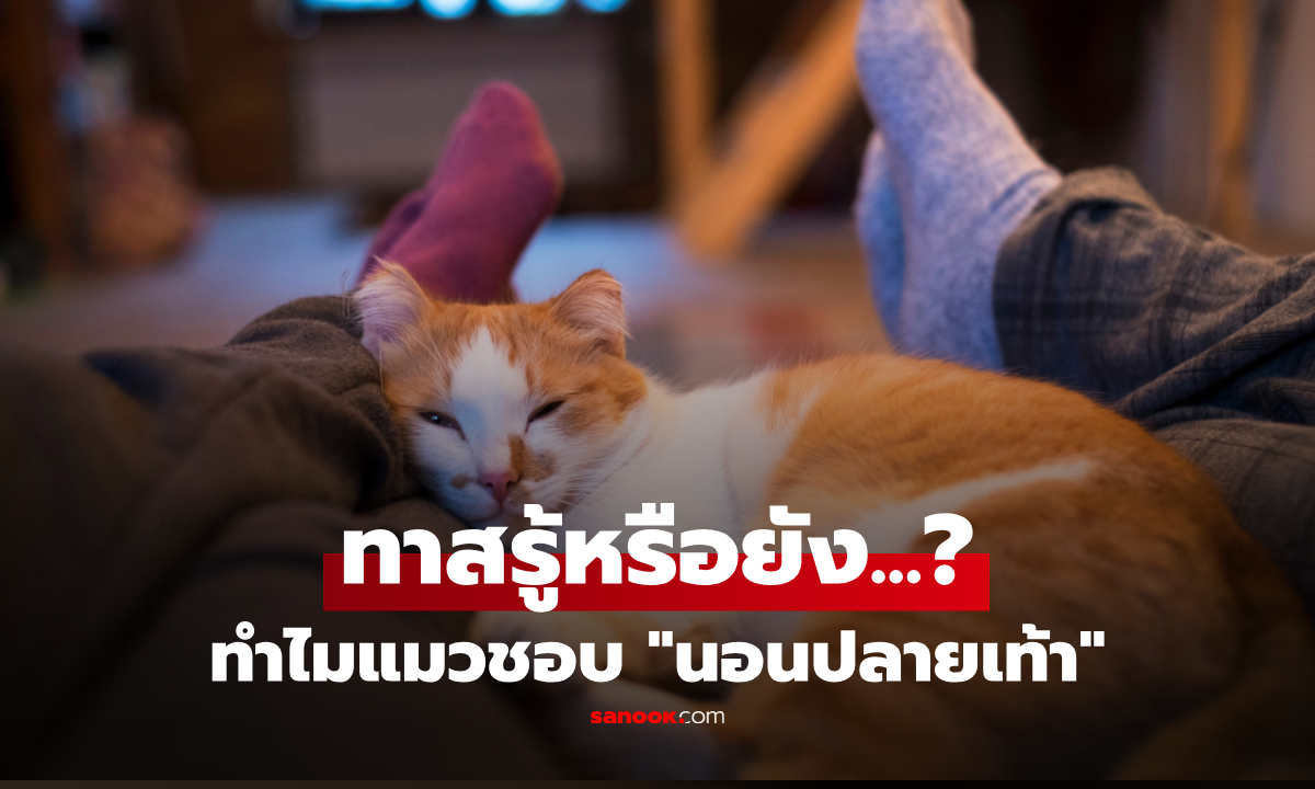 ทำไมแมวชอบนอน "ปลายเท้า" เจ้าของ? เปิดเหตุผลที่ทาสต้องรู้ ไม่ใช่ความบังเอิญ!