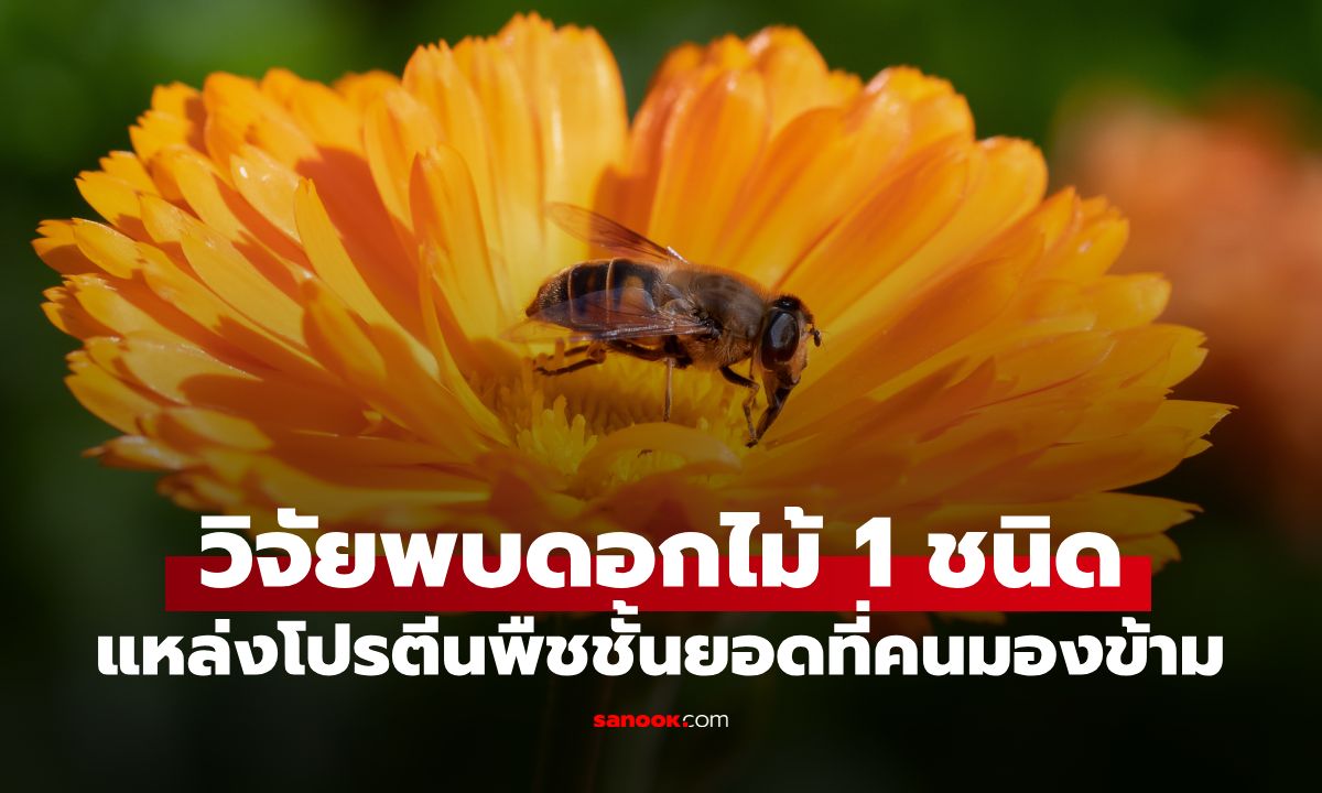 ลืมอกไก่ไปได้เลย! นักวิจัยพบ "ดอกไม้" ที่คนชอบมองข้าม คือแหล่งโปรตีนพืชชั้นยอด