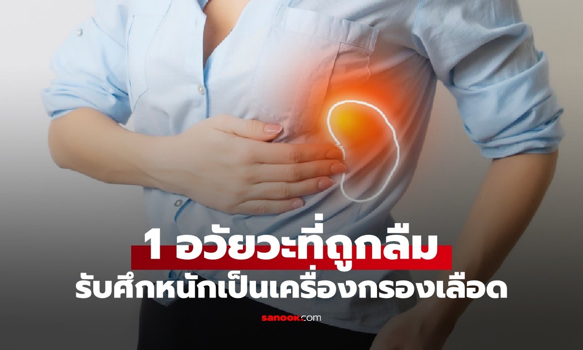 1 อวัยวะที่ถูกลืม ซ่อนตัวเงียบๆ ใต้ซี่โครง รับศึกหนักเป็นเครื่องกรองเลือด ต่อสู้เชื้อโรค