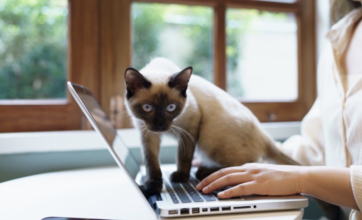 กูรูเฉลยเหตุผล "แมว" ชอบนอนบนโน้ตบุ๊กตอนเราทำงาน? สุดพีกกก ทาสรู้แล้วต้องยอมจำนน!!
