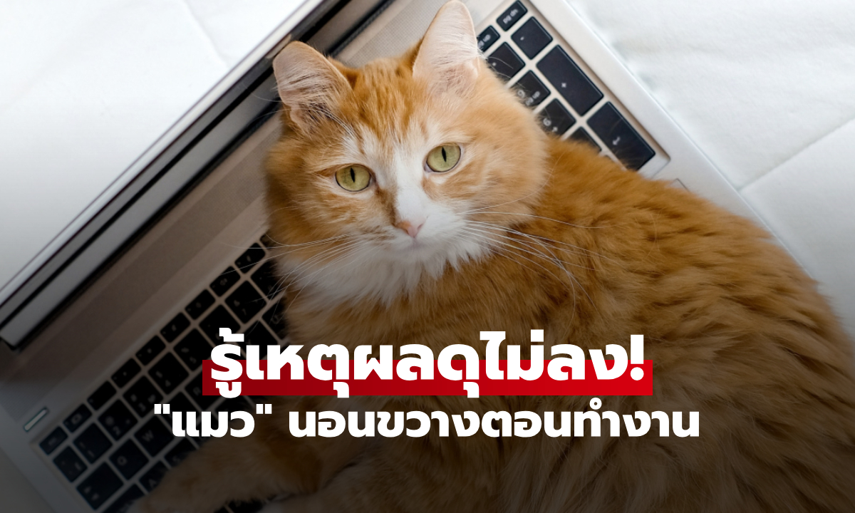 กูรูเฉลย ทำไม "แมว" ชอบนอนบนโน้ตบุ๊กตอนเราทำงาน? เหตุผลพีกกก ทาสรู้แล้วยอมจำนน!!