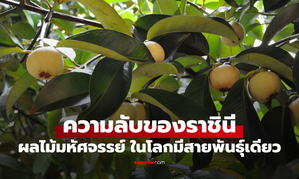 ความลับของราชินี "มังคุด" มหัศจรรย์ผลไม้พื้นเมือง ทำไมในโลกมีแค่ "สายพันธุ์เดียว"