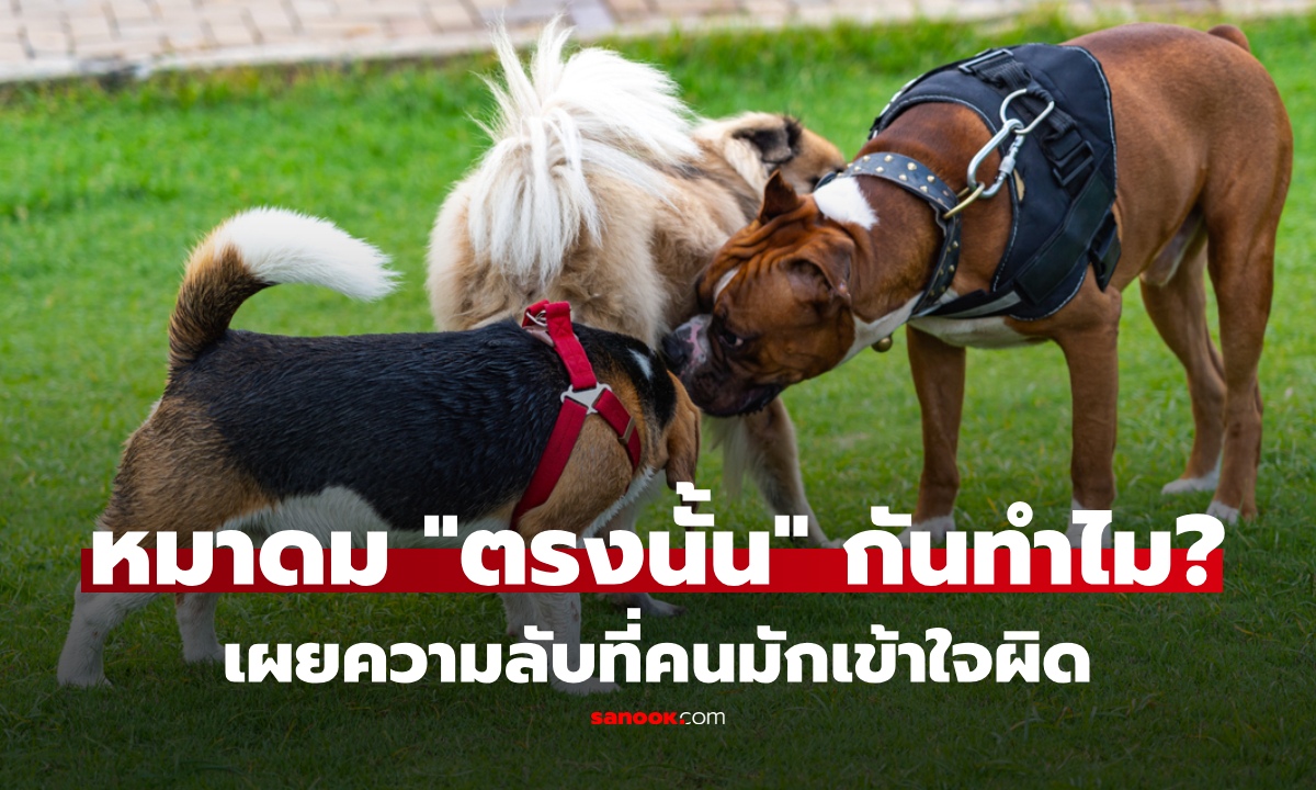 ทำไมสุนัขชอบดมกัน "ตรงนั้น" นักวิทย์ถอดรหัส เผยความจริง ที่คนรู้แล้วอาจต้องเปลี่ยนความคิด