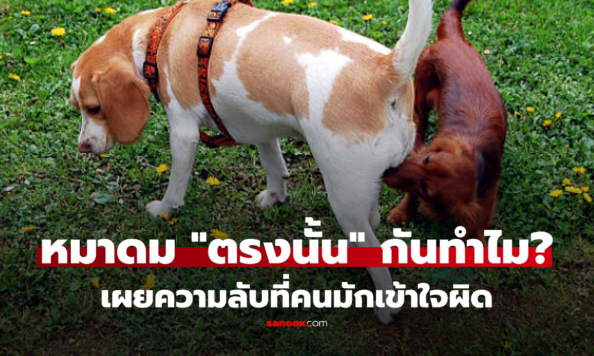 ทำไมสุนัขชอบดมกัน "ตรงนั้น" นักวิทย์ถอดรหัส เผยความจริง ที่คนรู้แล้วอาจต้องเปลี่ยนความคิด