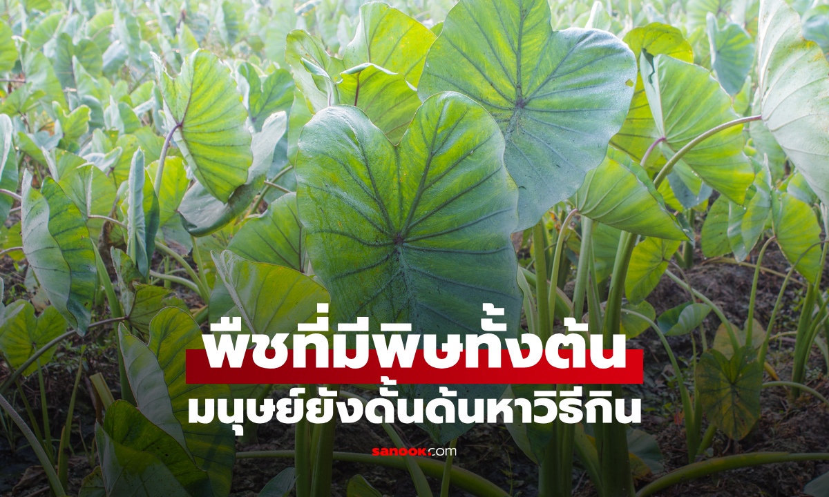 พืชอาหารยุคหิน "มีพิษทั้งต้น" มนุษย์ยังดั้นด้นหาวิธีกิน โลกยกย่องเป็นซูเปอร์ฟู้ด