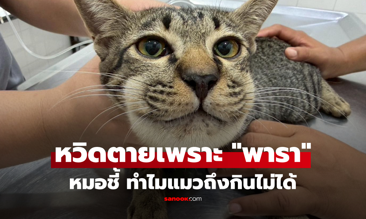 แมวกิน 