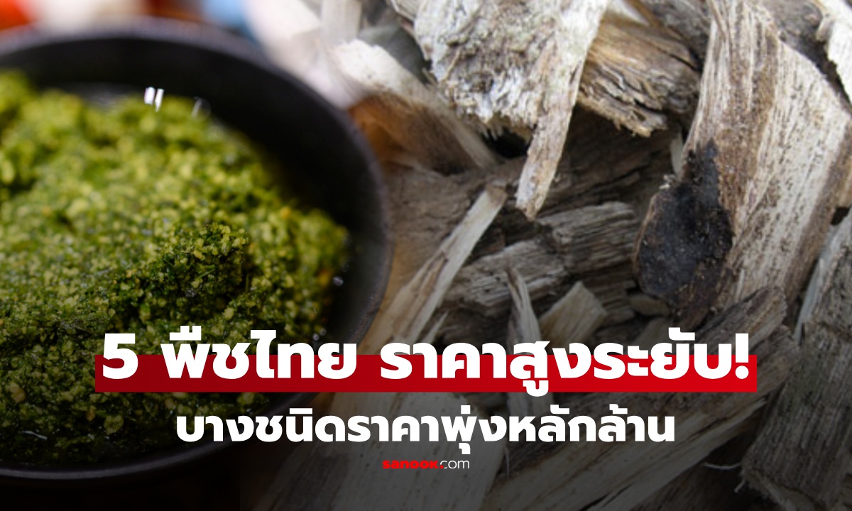 5 พืชไทย "ของล้ำค่า" ในตลาดโลก บางชนิดต่างชาติยอมจ่าย ราคาพุ่งถึงหลักล้าน!