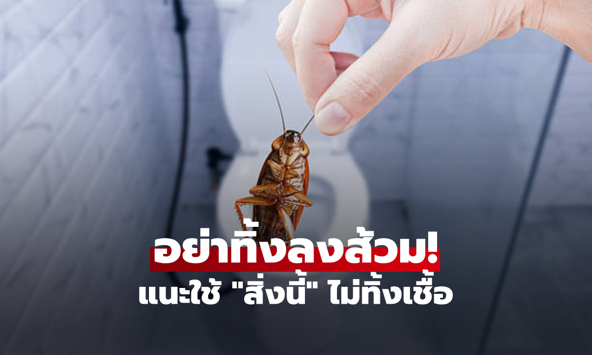 อย่าทิ้งแมลงสาบลงส้วม! หมอญี่ปุ่นแนะใช้ "สิ่งนี้" น็อคเร็วกว่า ไม่ฟักไข่ไต่ท่อกลับมา