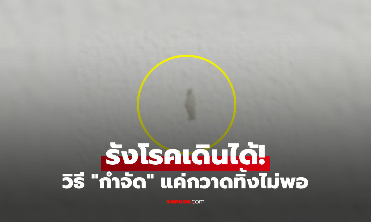 รังโรคเดินได้! ขนลุก "เม็ดขาวๆ" เกาะผนังบ้าน กวาดทิ้งเท่าไหร่ก็ไม่หมด เปิดวิธีสยบให้สิ้นซาก