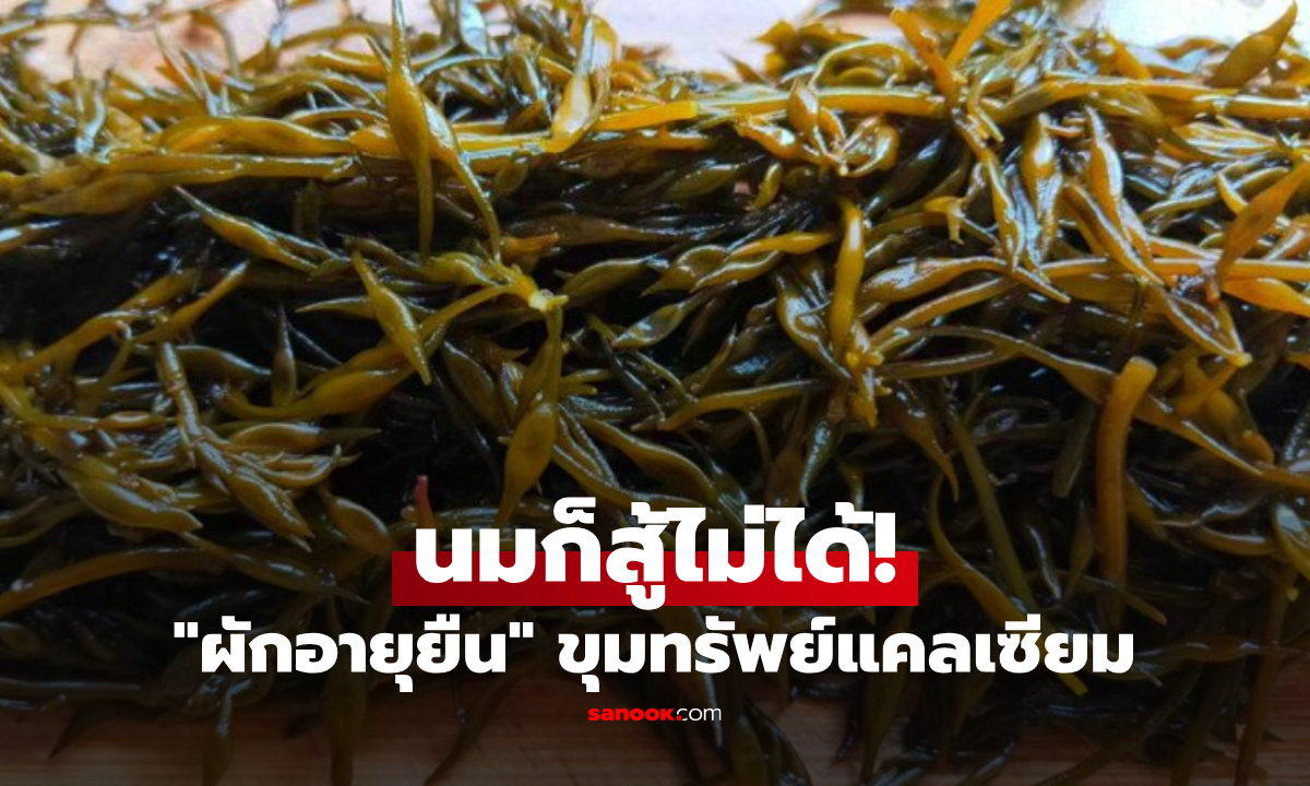 แคลเซียมสูงปรี๊ด! เผยโฉม "ผัก" ที่ชาวญี่ปุ่นเรียกเมนูอายุยืน ไทยหาซื้อง่ายๆ แต่คนมักมองข้าม
