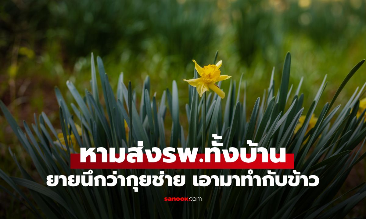 เกือบตายยกครัว! ยายเก็บ "ดอกไม้ 1 ชนิด" นึกว่ากุยช่าย ผัดใส่ไข่กิน หามส่ง รพ. ทั้งบ้าน