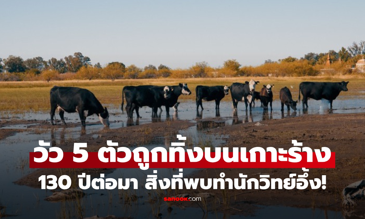 วัว 5 ตัว ถูกทิ้งบนเกาะร้าง แต่ 130 ปีต่อมา สิ่งที่นักวิทย์ค้นพบ ทำเอาตะลึง!