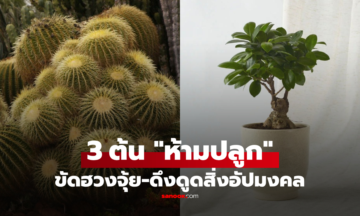 3 ต้นไม้ "ห้ามปลูกหน้าบ้าน" ขัดลาภ-ขวางทางรวย กูรูฮวงจุ้ยเตือน ดึงดูดสิ่งอัปมงคล!