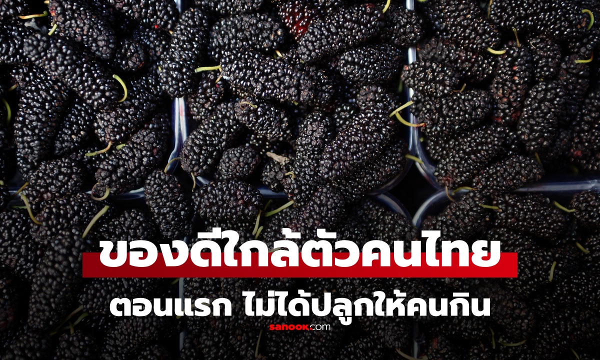USDA แนะนำ! "ผลไม้ไทย" ใกล้ตัว ตอนแรกไม่ได้ปลูกให้คนกิน แท้จริงประโยชน์มหาศาล