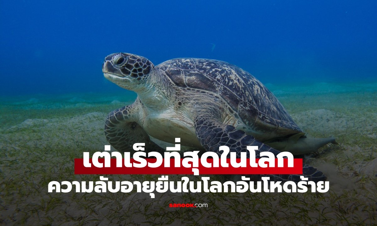 เต่าชนิดไหน "เร็วที่สุดในโลก" ลบภาพจำสโลว์ไลฟ์ ความลับอายุยืนในโลกอันโหดร้าย