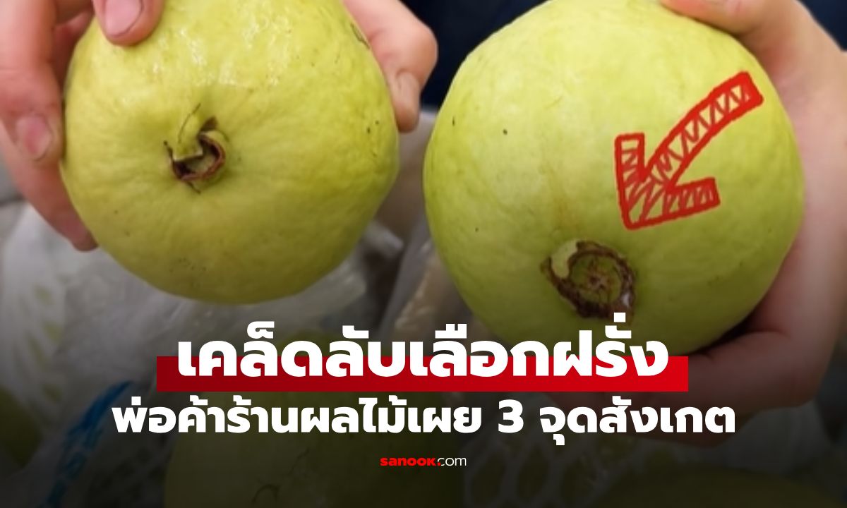 พ่อค้าเผยวิธีเลือกฝรั่ง "ราชาแห่งวิตามินซี" สังเกต 3 จุดนี้ การันตีความหวานกรอบ
