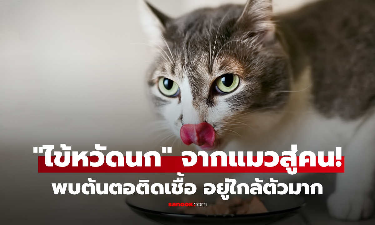 ทาสแมวช็อก! “ไข้หวัดนก” แพร่จาก "แมว" สู่คนครั้งแรก ซ้ำพบติดแล้ว 19 ตัว เผยจุดเสี่ยงใกล้ตัวมาก!