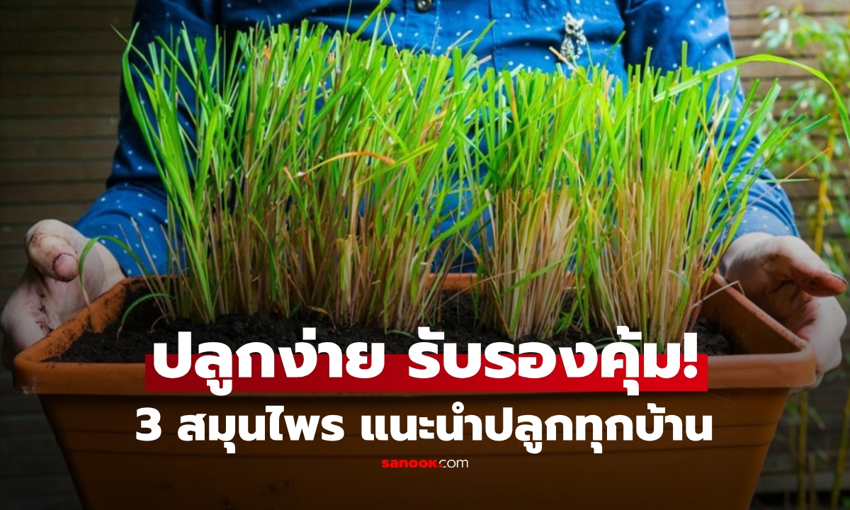 ปลูกเถอะคุ้ม! 3 สมุนไพร ขึ้นง่ายโตไว บนระเบียงก็รอด ได้ทั้งกิน แถมไล่แมลง