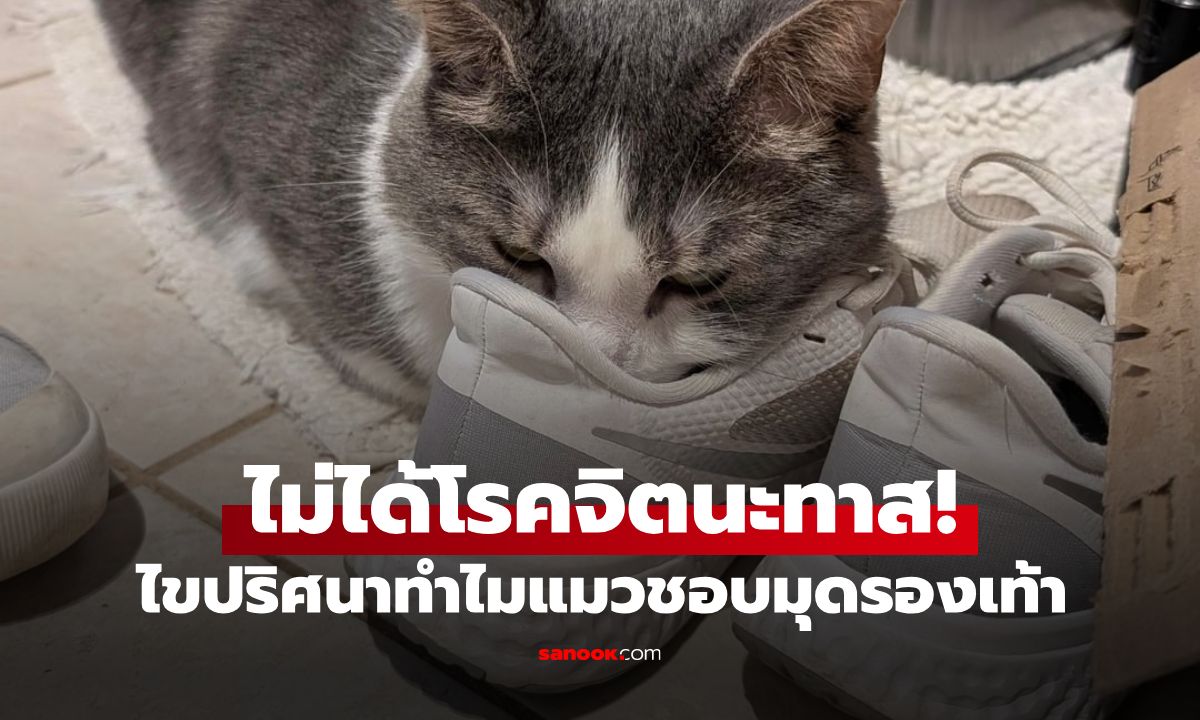 เฉลยความลับ ทำไมแมวชอบมุดรองเท้า รู้เหตุผลแล้วทาสแมวมีน้ำตาซึม
